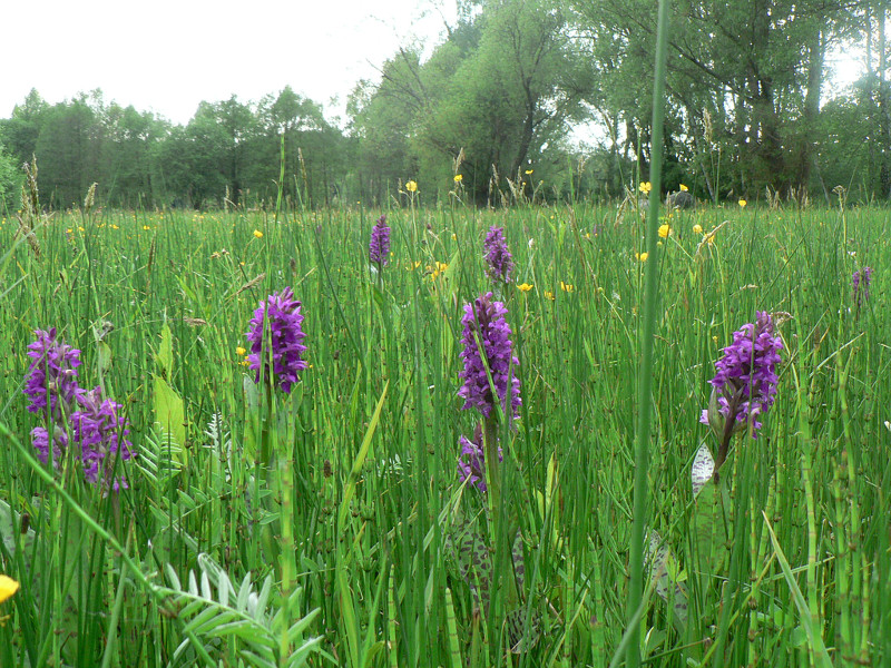 dactylorhiza_majalis_lauterbach