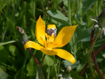 tulipa sylvestris
